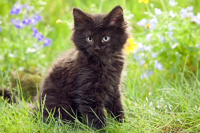 Norwegian Forest Kitten Sitting On Grass By Flowers